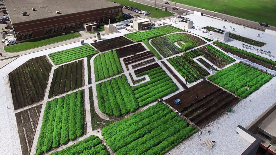 IGA Famille Duchemin : le plus grand potager bio sur un toit de supermarché au pays